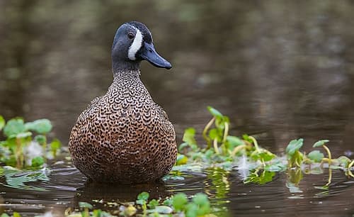 USA-South Texas Aranas National Wildlife Refuge-blue-winged teal drake Art Print